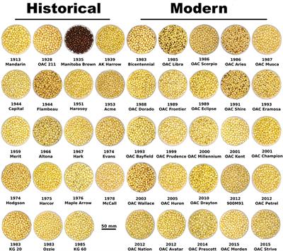 Testing Whether Pre-Pod-Fill Symbiotic Nitrogen Fixation in Soybean Is Subject to Drift or Selection Over 100 Years of Soybean Breeding